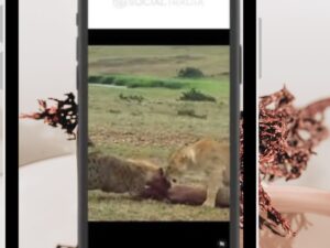 Wildlife Explorer Instagram Account with 572K Followers