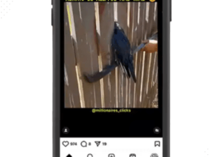 Success Pool (230 k Followers)